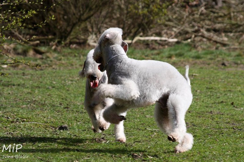 2011-04-02 Aveline Alanna Svet (11).jpg - Arc-en-ciel Alanna & Airis Blue Volshebny Svet